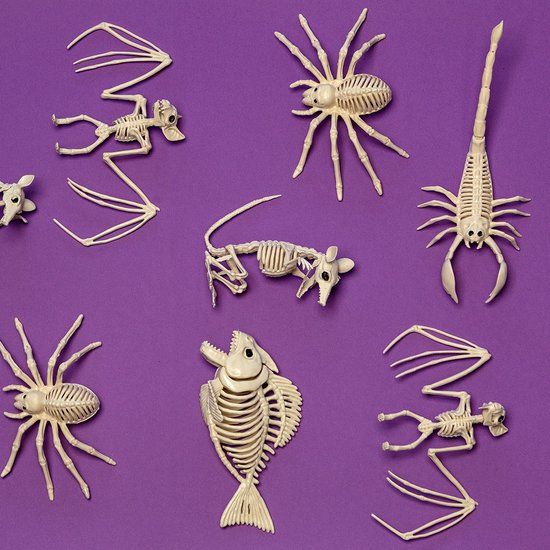 Boland Decoratie Skelet Vogel - Horror