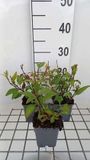 GRDplanten Phygelius 6x Phygelius rect. 'African Queen' | 9x9 cm pot