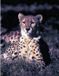 Cheetah Animal Essences Huile essentielle 30 ml