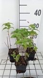 GRDplanten Groendecor Tuinarchitectuur 6x Bergamotplant - Monarda hybr. 'Fishes' | 9x9 cm pot