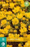 jub Eranthis cilicica Eranthis cilicica bloembollen 15 bollen Winterakoniet JUB