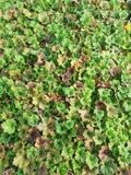 GRDplanten Tellima 6x Mijterloof - Tellima grand. 'Forest Frost' | 9x9 cm pot
