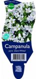 Griffioen - Campanula port. 'Zenn White'