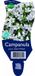 Griffioen - Campanula port. 'Zenn White'
