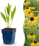 Green boutiQ Echinacea paradoxa Zonnehoed Geel 12 Planten