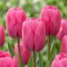 Green boutiQ - 30x Tulipa Triumph Pink
