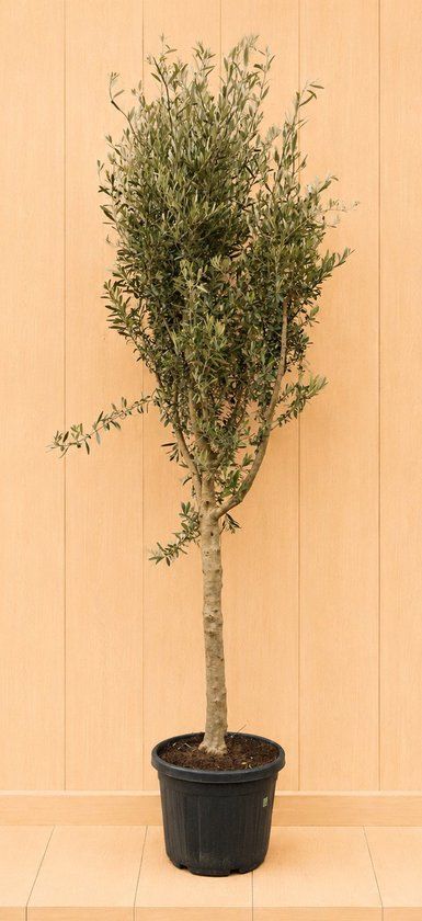 Warentuin Natuurlijk Olea europeae 300 cm stamhoogte 100 cm