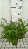 GRDplanten Athyrium Filix-Femina 'Lady In Red' 6x