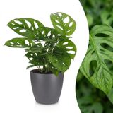 Green boutiQ Monstera Adansonii - Rhaphidophora Tetrasperma - 1 Plant - met Potter Grijs - Pot 12cm - Hoogte - 25cm