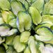 Arborix Hosta 'Gold Standard' - Hartlelie pot 9x9cm