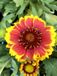 GRDplanten Groendecor Tuinarchitectuur 6x Kokardebloem - Gaillardia aristata 'Arizona Sun' | 9x9 cm pot