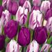 Bloomique - Tulipa Purple Mix - 20 Tulpenbollen - Paarse Mix - Voorjaarsbloeiend - Meerjarig - 30 cm