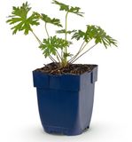 Plantenboetiek.nl Geranium Johnson's Blue - Ooievaarsbek - Bodembedekkend - Blauw - Ø11cm - 15-25cm hoog - Tuinplant