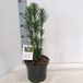 GRDplanten Groendecor Tuinarchitectuur Cephalotaxus haringtonia 'Fastigiata' - Knoptaxus | 40-50 cm pot