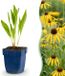 Green boutiQ - Vasteplant - Echinacea paradoxa - Zonnehoed - Bijen- en vlinderlokkers - Geel - 1 Plant - Pot 11cm - Hoogte 15-25cm