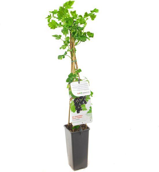 Fruithof Ribes rubrum Jostabes