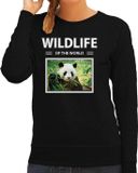 Bellatio Decorations Panda Dieren foto sweater - zwart - dames - wildlife of the world - cadeau trui Pandas liefhebber XS