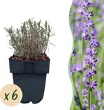 Plantenboetiek.nl Lavandula angustifolia Hidcote - blad grijs - 6 planten - Ø18cm - 30cm hoog - Tuinplant
