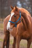 Kerbl Covalliero Halster Hippo Blauw Pony