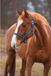 Kerbl Covalliero Halster Hippo Blauw Pony