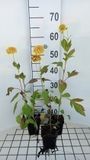 GRDplanten Groendecor Tuinarchitectuur 6x Zonnehoed - Rudbeckia lac. 'Goldquelle' | 9x9 cm pot