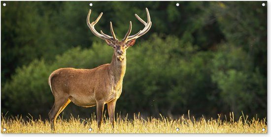 GreatGardenPosters Wanddecoratie buiten Hert - Gewei - Gras - Natuur - Dieren - Groen - 160x80 cm - Tuindoek - Buitenposter