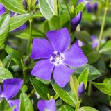 Vinca 6 x Vinca Minor 'La Grave' (='Bowles Variety') - Maagdenpalm pot 9x9cm - Couvre-sol rampant