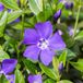 Arborix Vinca 6 x Vinca Minor 'La Grave' (='Bowles Variety') - Maagdenpalm pot 9x9cm - Bodembedekkende kruiper