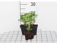GRDplanten Groendecor Tuinarchitectuur 12x Schaduwkruid - Pachysandra term. 'Green Carpet' | 9x9 cm pot