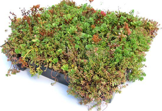 Intergard Groendak sedumdak sedum cassettes kliksysteem 37x57cm