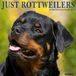 Rottweilers Willow Creek Press Rottweilers 2027 12 X 12 Wall Calendar