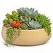 Mica Decorations plantenpot schaal Venice - beige - terracotta - D34 x H16.5 cm - effen