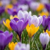 Green boutiQ - 100x Crocus Species mix