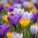 Green boutiQ - 100x Crocus Species mix