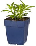 Griffioen Oenothera 'Siskiyou' roze tuinplant