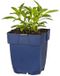 Griffioen Oenothera 'Siskiyou' roze tuinplant