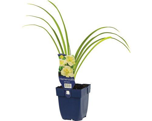 Griffioen Hemerocallis Joan Senior vaste plant