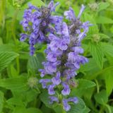 Arborix Bol 6 x Nepeta Nervosa - Kattekruid pot 9x9cm