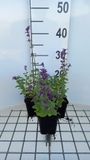 GRDplanten Groendecor Tuinarchitectuur 6x Kattekruid - Nepeta racemosa 'Grog' | 9x9 cm pot
