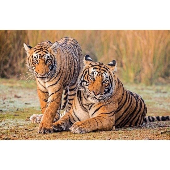 - Placemat tijger 3D 28 x 44 cm