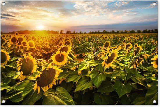 GreatGardenPosters Tuinschilderij Zonnebloemen 90x60 cm - Tuinposter - Buitenposter