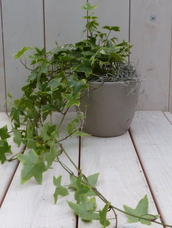 Warentuin Natuurlijk Klimop Hedera bont taupe pot 25 cm