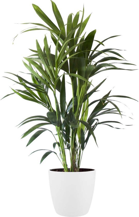 Kentia Palm in ELHO sierpot (Brussels Round wit) – ↨ 90cm – ⌀ 20cm