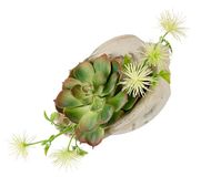 Flair Flower Kunstarrangement voor vetplanten, agave aloë vera yucca Sanseveria plant, cactus, kunstmos, cactus, groene plant, kamerplant, tafelplant, kunstbloem in schelpschaal