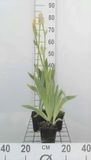 GRDplanten Groendecor Tuinarchitectuur 6x Baardiris - Iris (germ.) 'Ola Kala' | 9x9 cm pot