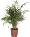 Bloomique - Chamaedorea Elegans - Palmier d'intérieur