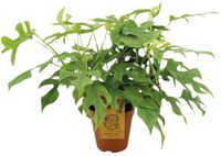 Merkloos / Sans marque Monstera Monstera Minima - Ø15cm - 40cm - Groenblijvend - Vaste plant