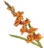 VEA SRL L.Herfststam P. GLADIOLO 41300