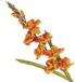 VEA SRL L.Herfststam P. GLADIOLO 41300