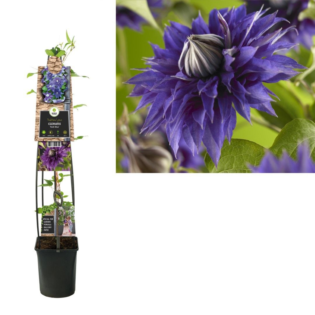 Van der Starre Klimplant Clematis Multi Blue 120 cm Bosrank